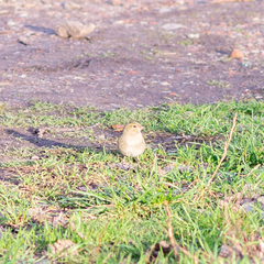 Fringilla coelebs