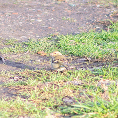 Fringilla coelebs