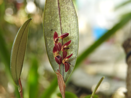 Trichosalpinx