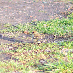 Fringilla coelebs