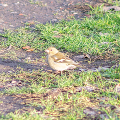 Fringilla coelebs