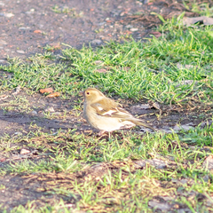 Fringilla coelebs