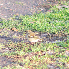 Fringilla coelebs