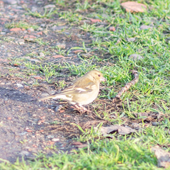 Fringilla coelebs