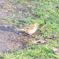 Fringilla coelebs