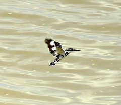 Ceryle rudis travancoreensis