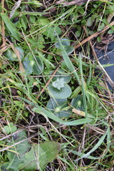 Lupinus densiflorus densiflorus