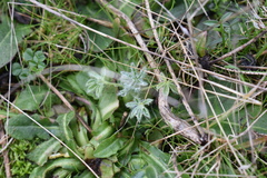 Lupinus densiflorus densiflorus