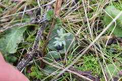 Lupinus densiflorus densiflorus