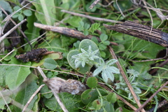 Lupinus densiflorus densiflorus