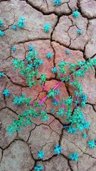Halogeton arachnoides