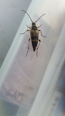 Etorofus obliteratus