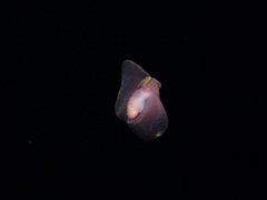 Gastropteron pacificum