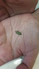 Agaeocera scintillans