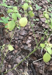 Dicliptera brachiata