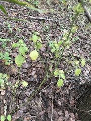 Dicliptera brachiata