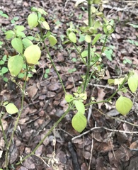 Dicliptera brachiata