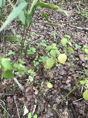 Dicliptera brachiata