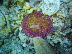 Fungia fungites
