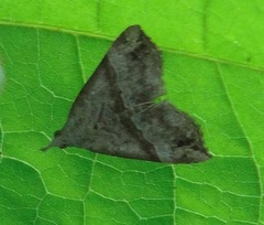 Dichromia occatus