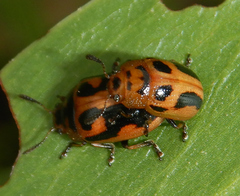 Calomela crassicornis