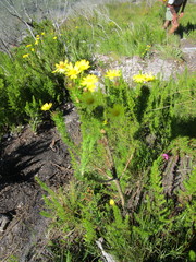 Euryops pinnatipartitus