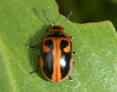 Calomela crassicornis