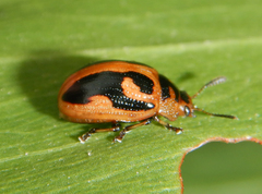 Calomela crassicornis