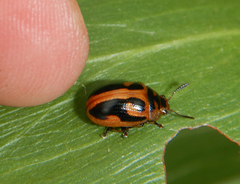 Calomela crassicornis