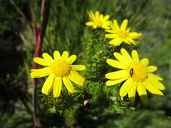 Euryops pinnatipartitus