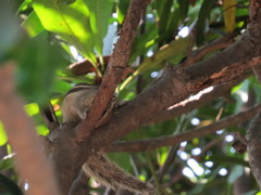 Funambulus pennantii