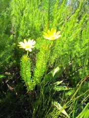 Euryops pinnatipartitus