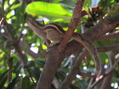 Funambulus pennantii