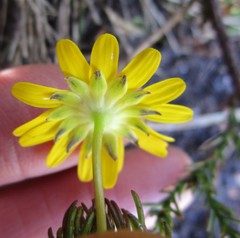 Euryops pinnatipartitus