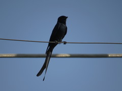Dicrurus macrocercus