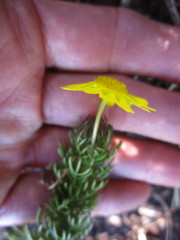 Euryops pinnatipartitus