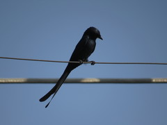 Dicrurus macrocercus
