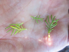 Euryops pinnatipartitus