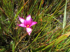 Romulea cruciata