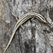 Balinese Snake-eyed Skink - Photo (c) oldman19510, some rights reserved (CC BY-NC), uploaded by oldman19510
