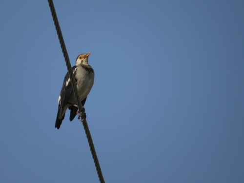 Indian Pied Myna (Gracupica contra), photo 9