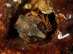 Rhamphocottus richardsonii