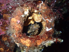 Rhamphocottus richardsonii