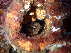 Rhamphocottus richardsonii