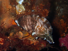 Rhamphocottus richardsonii