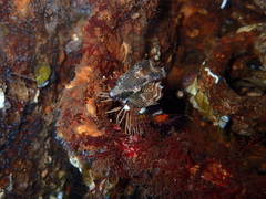 Rhamphocottus richardsonii