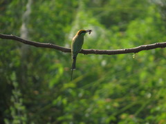 Merops orientalis