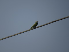Merops orientalis