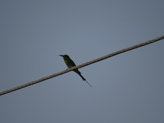 Merops orientalis