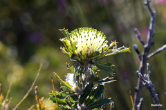 Banksia ilicifolia